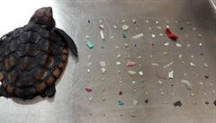 Na Floridě našli uhynulé mládě želvy, které zabil plastový odpad. V žaludku mělo 104 kousků plastu