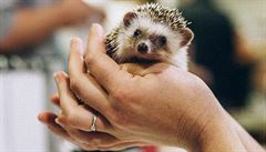 Je�ek - ilustra�ní snímek.