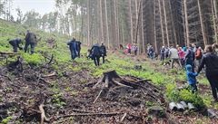 Sttn Lesy R jsou v pololet kvli krovcov kalamit ve ztrt 480 milion korun