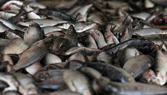 Za britskmi rybi: Brexit chceme, hned! Kvty EU nm brn v dobrch lovcch