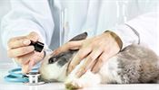 Testování na zvířatech (ilustrační foto)