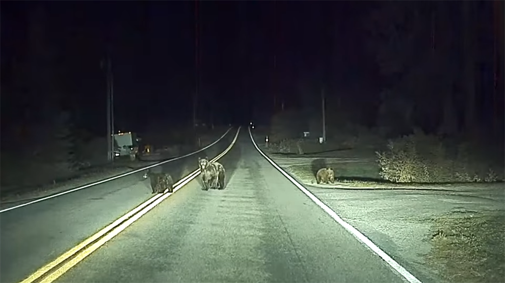Medvdi na silnici v Americe.