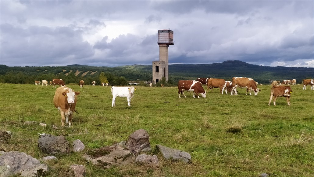 V okolí Mdníku a bývalého Dlního závodu Mdnec se pasou krávy.