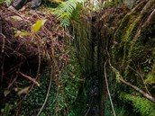 Detný prales na západním pobeí Jiního ostrova