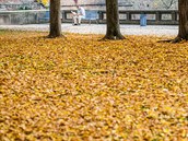 Spadané listí v Jiínské zahrad