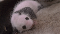 VIDEO: Berlnsk zoo znovu ukzala svtu pand mlata. Dvojata na zbrech skota se svou matkou