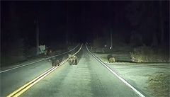 VIDEO: Řidiči Tesly vstoupila v noci do cesty medvědí rodinka. Autopilot ale rychle zareagoval