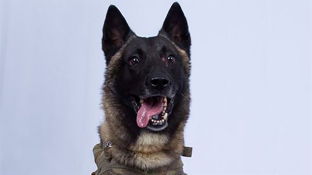 Conan, pes, který pomohl zabití vůdce IS.