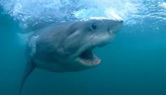 Žralok zabil v Austrálii surfaře. Už druhého za měsíc