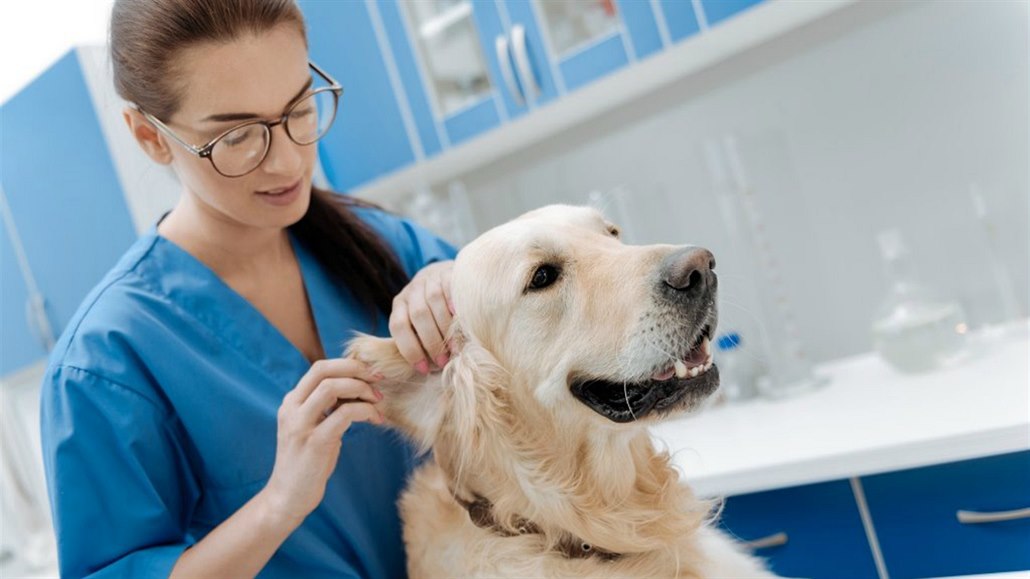 Masáž může psům ulevit od bolesti, ale pomůže i zlepšit vztah mezi s páníčkem.