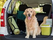Bhem cesty autem by vá pes rozhodn neml sedt na pední sedace ani se...