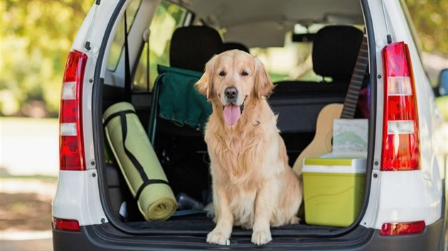 Během cesty autem by váš pes rozhodně neměl sedět na přední sedačce ani se...