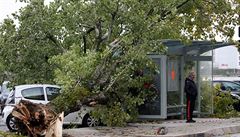 Bouře za sebou zanechala popadané stromy | na serveru Lidovky.cz | aktuální zprávy