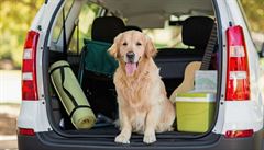 Během cesty autem by váš pes rozhodně neměl sedět na přední sedačce ani se... | na serveru Lidovky.cz | aktuální zprávy