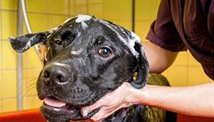 Když už svého psa chcete umýt šamponem, tak jedině psím