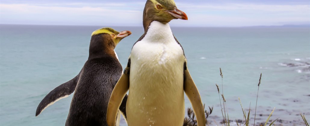 Tučňák žlutooký
