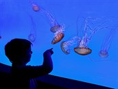 Tisíce medúz mnoha druh a barev ijí v medúzáriu Svt medúz.