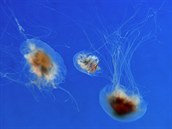 Lidé v medúzáriu na stee centra spatí jak nekodné, tak i smrtící exempláe....