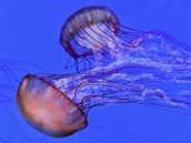 Tisíce medúz mnoha druh a barev ijí v medúzáriu.