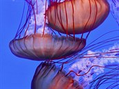 Tisíce medúz mnoha druh a barev ijí v medúzáriu Svt medúz, které se 15....