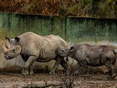 Nosoroci v Safari Parku Dvr Králové .