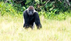 Samec gorily ní�inné, takzvaný silverback.