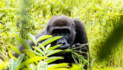 Samice gorily ní�inné t�sn� p�edtím, ne� si v�imla objektivu