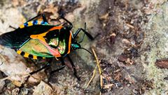 Tropická plo�tice