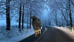 Po zasněžené silnici v Jizerských horách se potuloval velbloud. Objevil ho silničář při ranní kontrole