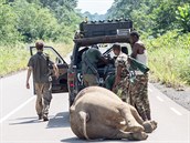 Mrtvola slona musela být petaena vozidlem bláe k lesu