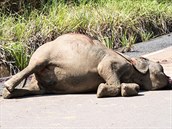 Padlý samec slona pralesního po stetu s kamionem