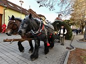 Kon táhnou vánoní stromeek do Brna.