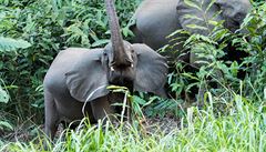 NA KOLE PES AFRIKU: Pbhy o slonech