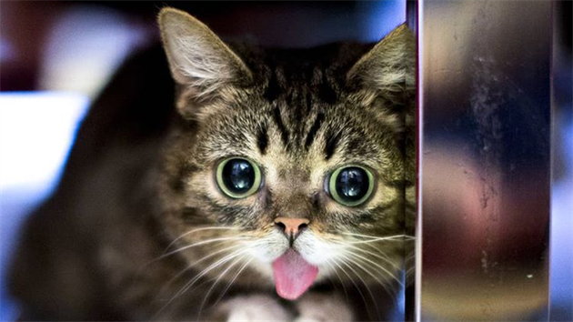 Uhynula jedna z nejslavnějších koček světa. Na Instagramu ji sledovalo 2,4  milionu lidí | Domácí mazlíčci | Lidovky.cz