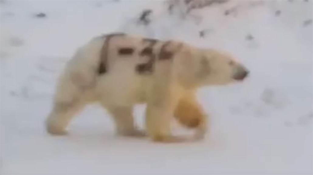 Polární medvěd s nápisem „T-34“ zachycený na snímku.