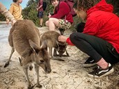 Místní klokani Wallaby nás pili pozdravit pi procházce po plái.