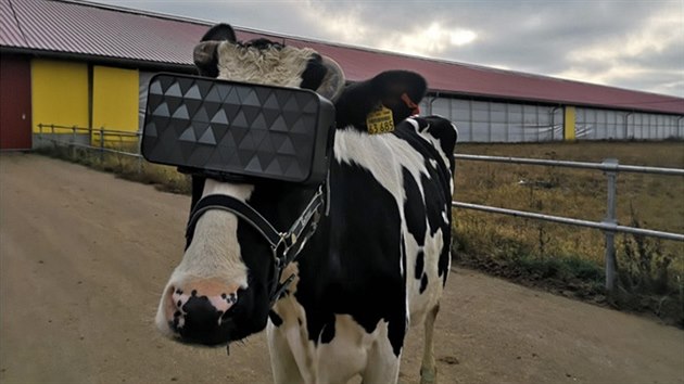 Krávy na ruské farm nosí brýle s virtuální realitou.