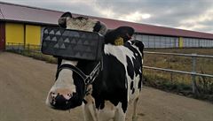 Krávy na ruské farmě nosí brýle s virtuální realitou. | na serveru Lidovky.cz | aktuální zprávy