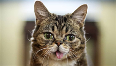 Ko�ka Lil Bub