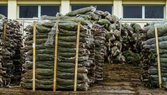 Velcí tuzemtí pstitelé, jako je Frantiek Valdman i spolenost Baobab, ovem...