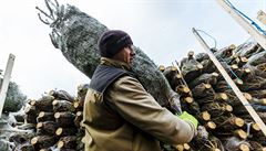 Cena stromk rozhodn nepjde nahoru a zstane stejná jako loni, potvrzuje...