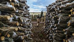 Dohromady iní podíl prodej smrku ztepilého a borovice asi desetinu z...