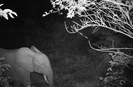 Slon pralesn zachycen fotopast