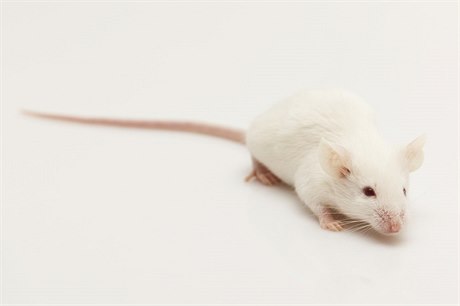Myš - ilustrační foto