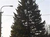 Vánoní strom pro Olomouc porazili v roce 2018 ve Vrovanech. Vánoní jarmark v...
