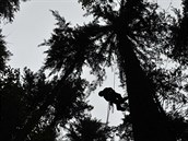 Douglaska tisolistá rostoucí ve tíhektarovém lese 64,1 metru. Nachází se ve...