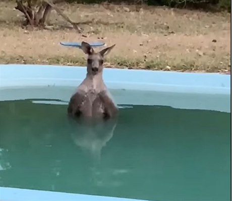 Klokan si užívá chladného bazénu.