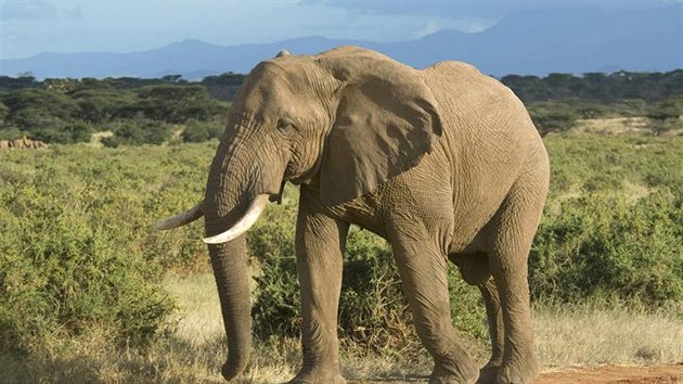 Slon (ilustrační foto)