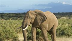 V Jihoafrické republice manželé vyrábějí speciální gin se sloním trusem
