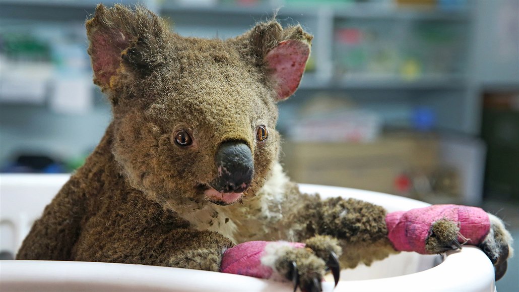 Zachráněný koala medvídkovitý.
